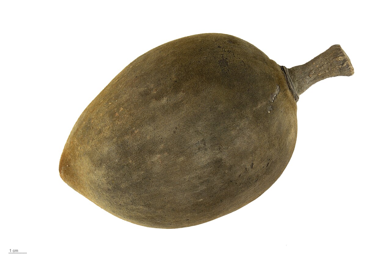 Adansonia perrieri