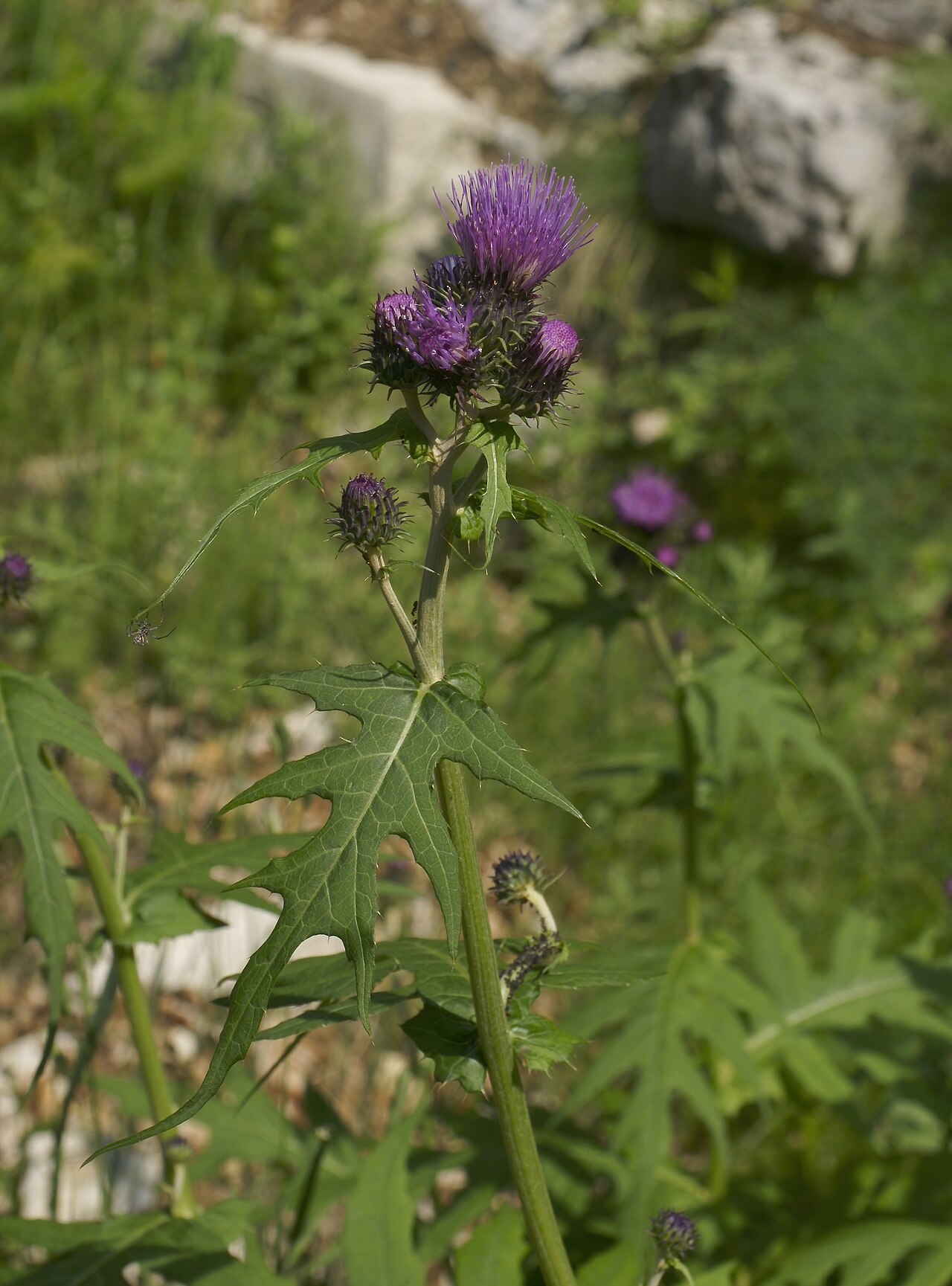 Cirsium montanum