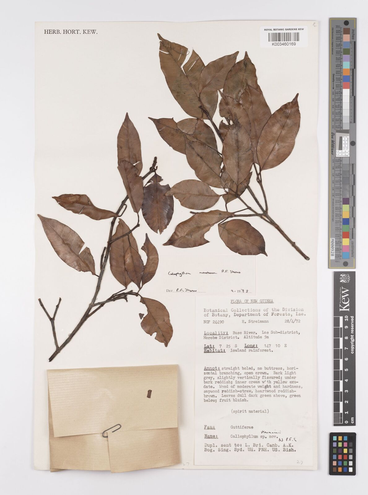 Calophyllum morobensis