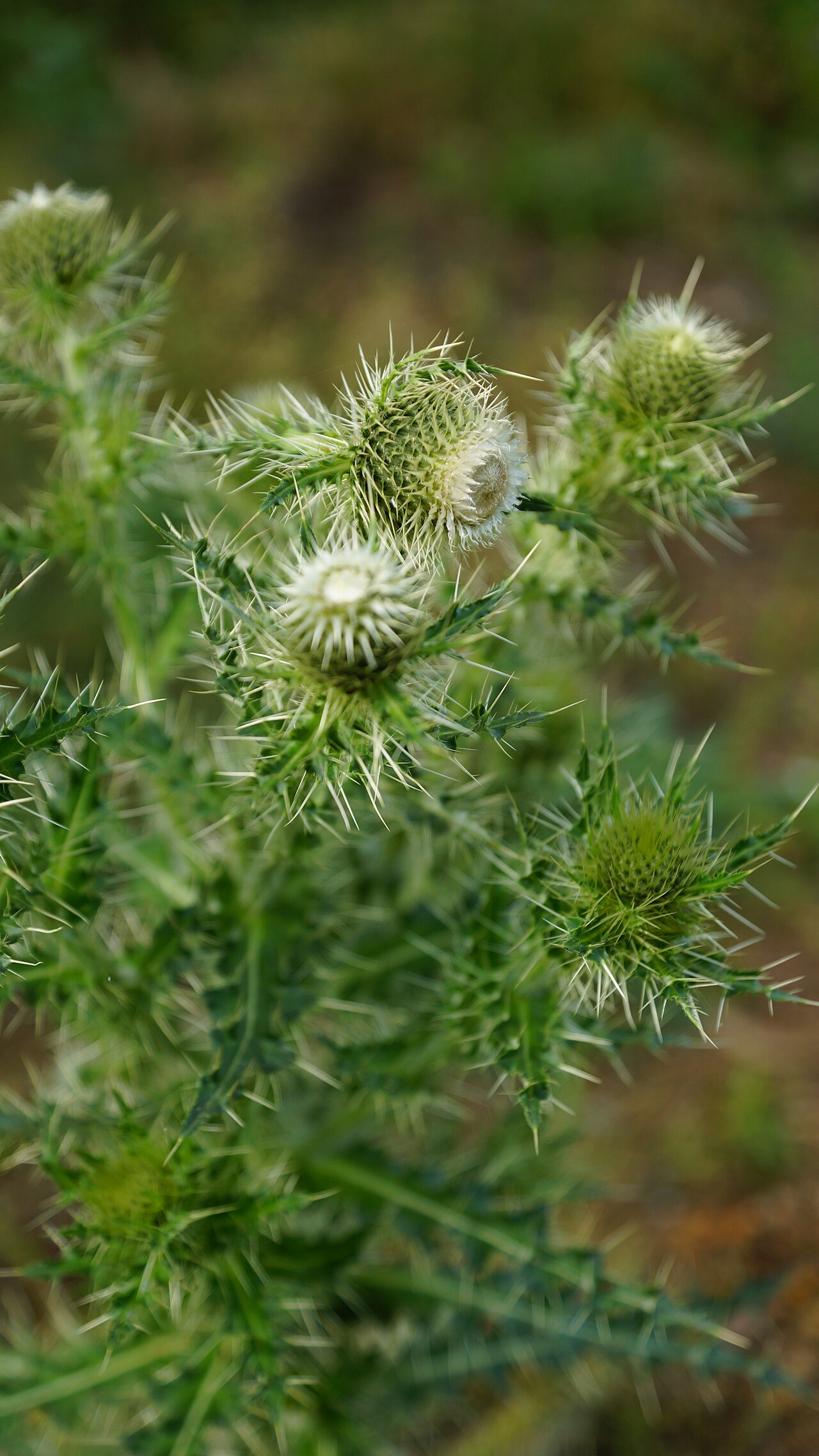 Cirsium echinus