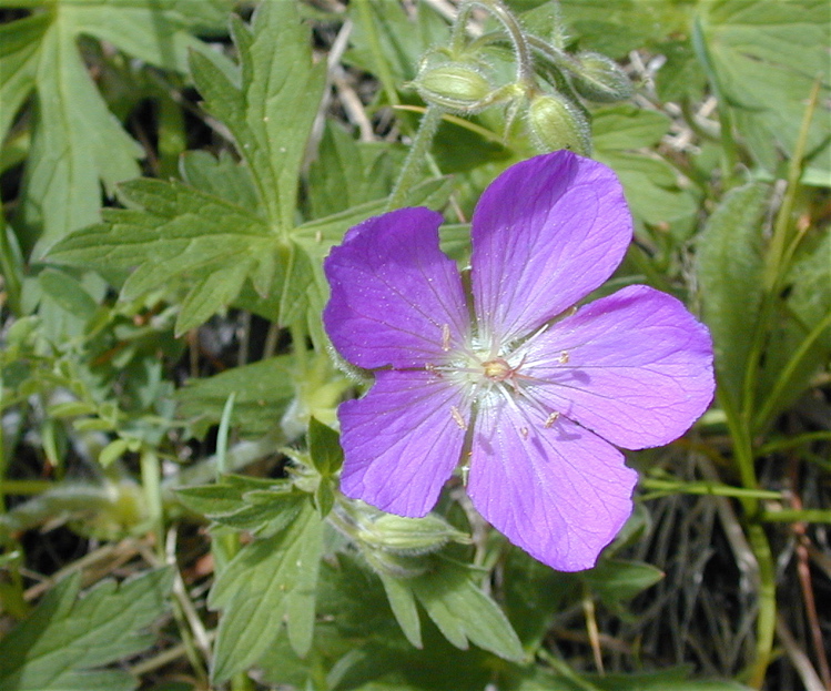 Geranium oreganum