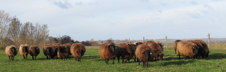 Såne