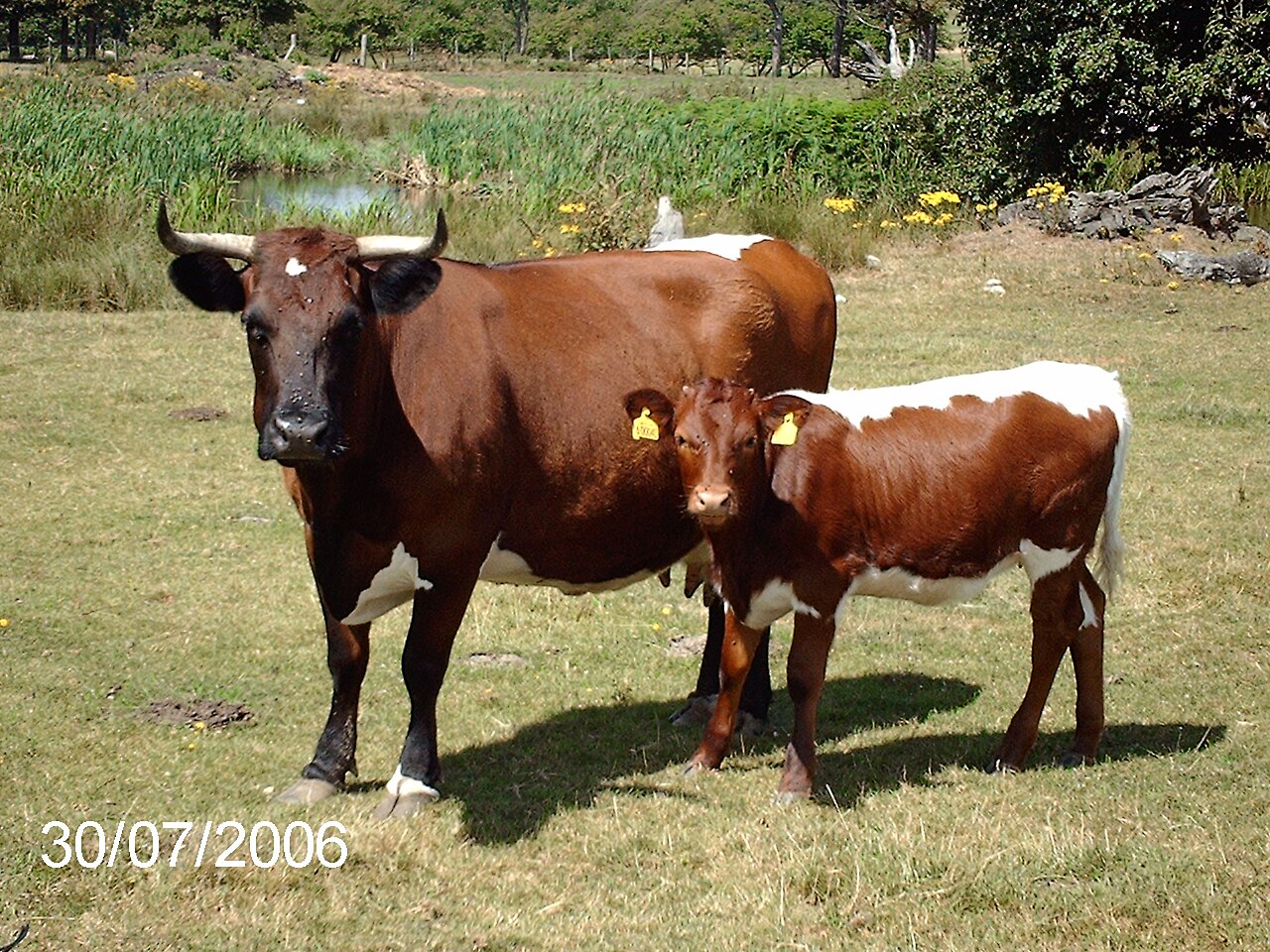Glamorgan cattle