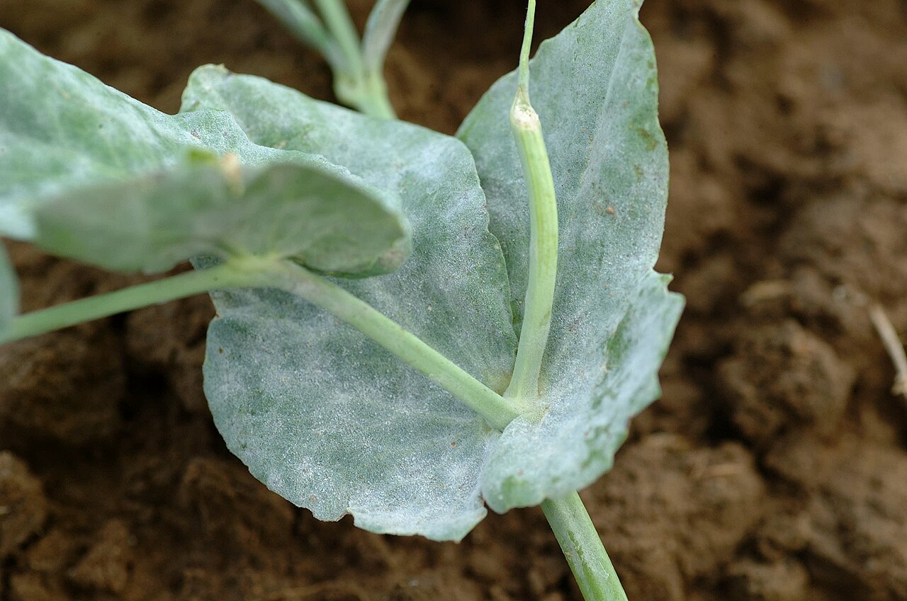 Erysiphe pisi