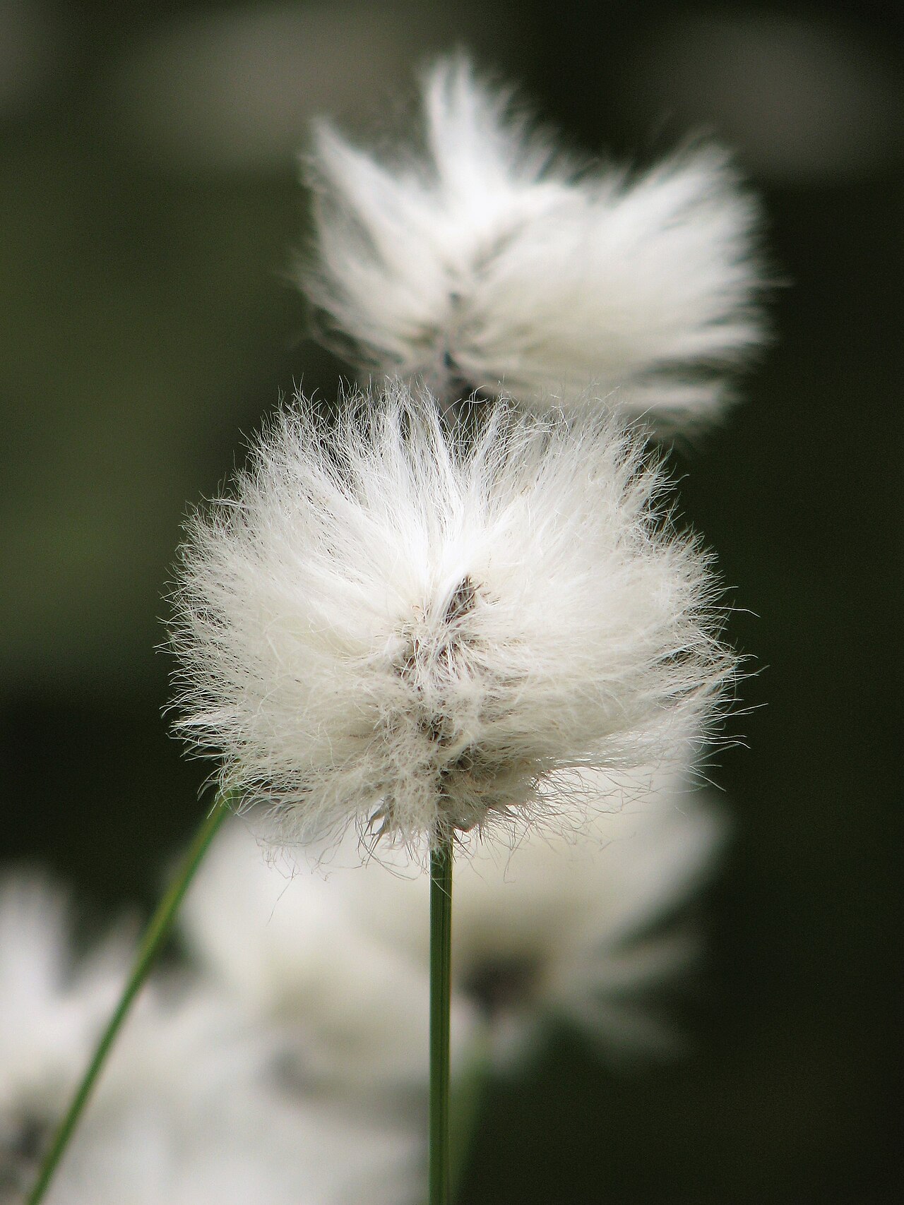 Eriophorum vaginatum