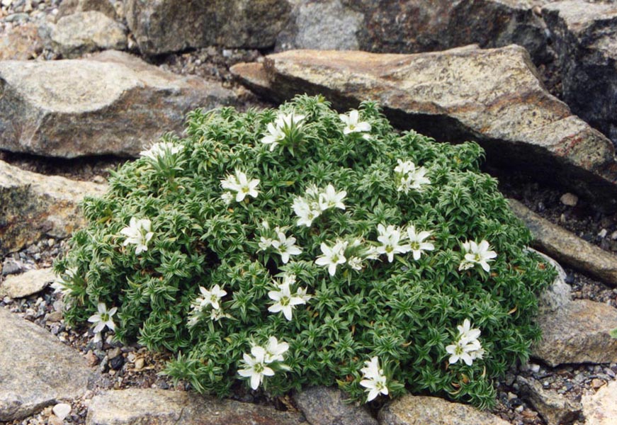 Arenaria aggregata