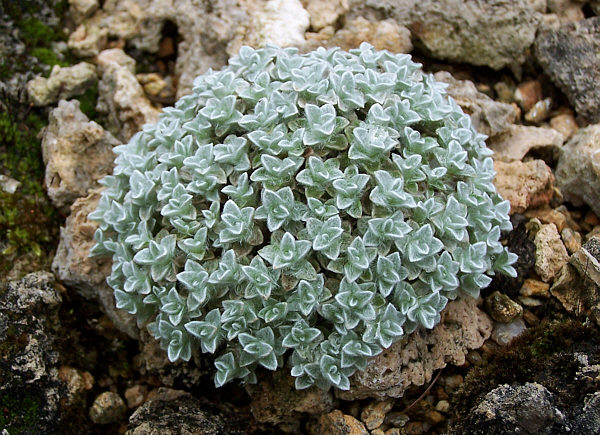 Helichrysum pagophilum