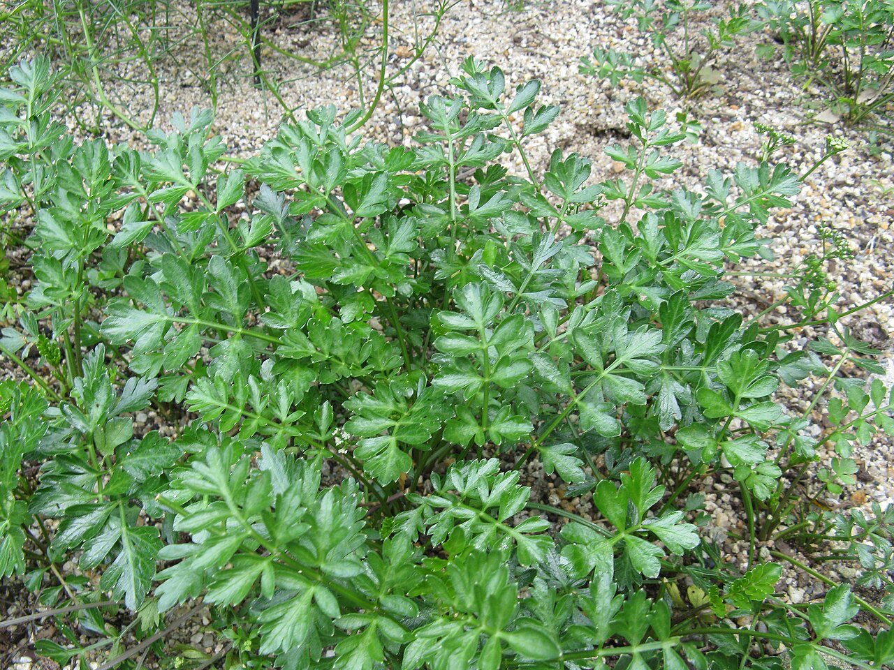 Cnidium japonicum