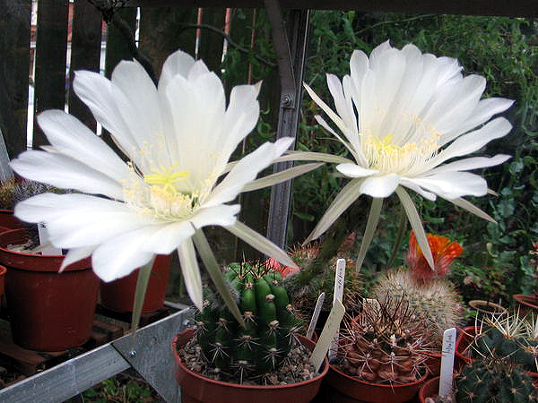 Echinopsis bridgesii
