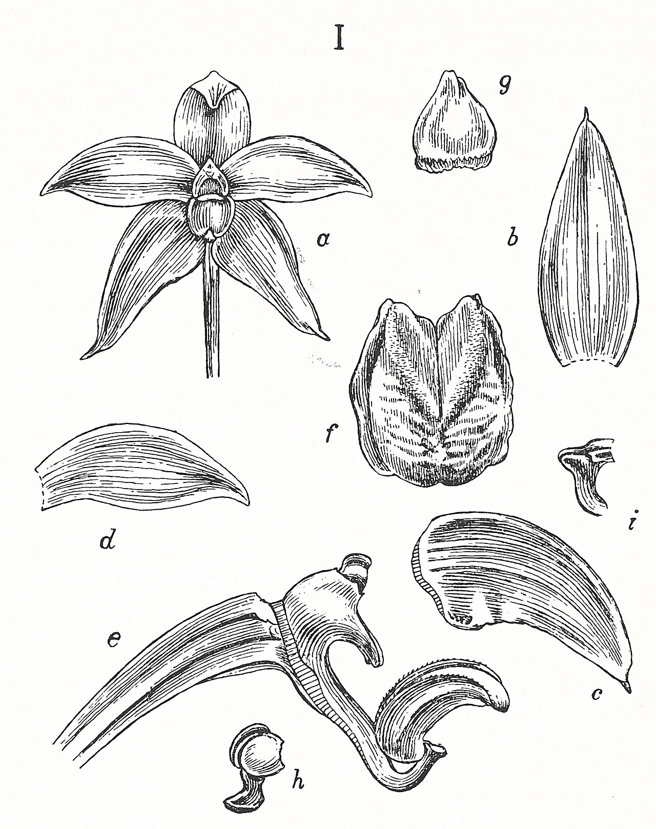 Bulbophyllum hamatipes