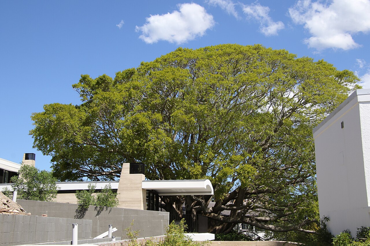 Ficus virens