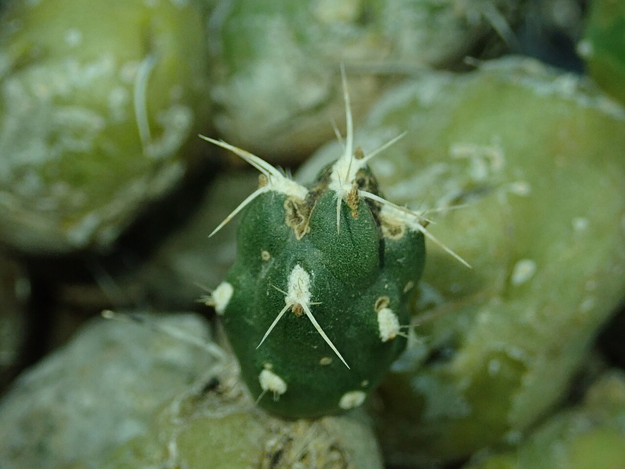 Cumulopuntia chichensis
