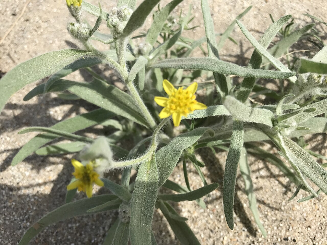 Baileya pauciradiata