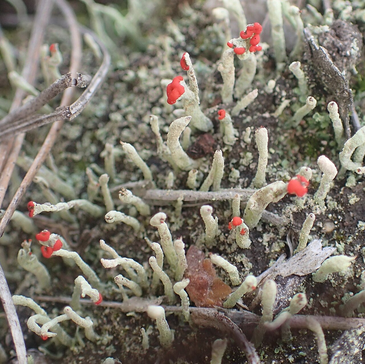 Cladonia macilenta