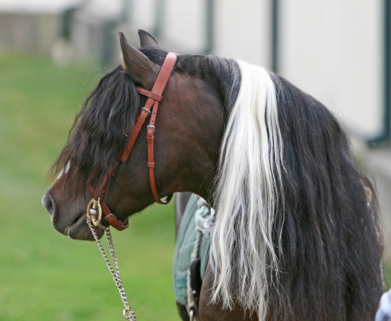 Kerry Bog Pony