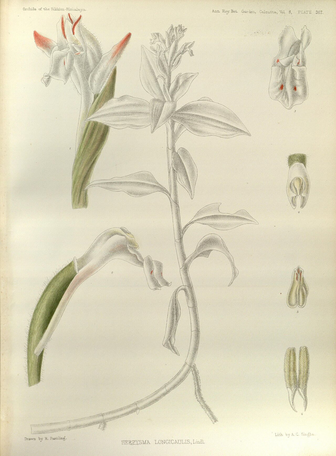 Herpysma longicaulis