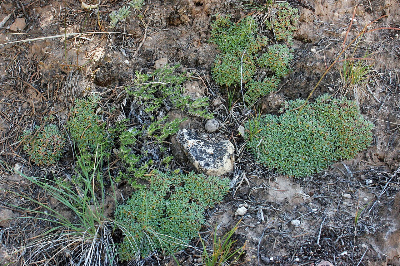 Boechera fernaldiana