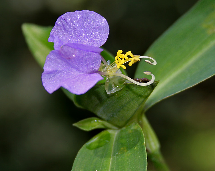 Commelina maculata