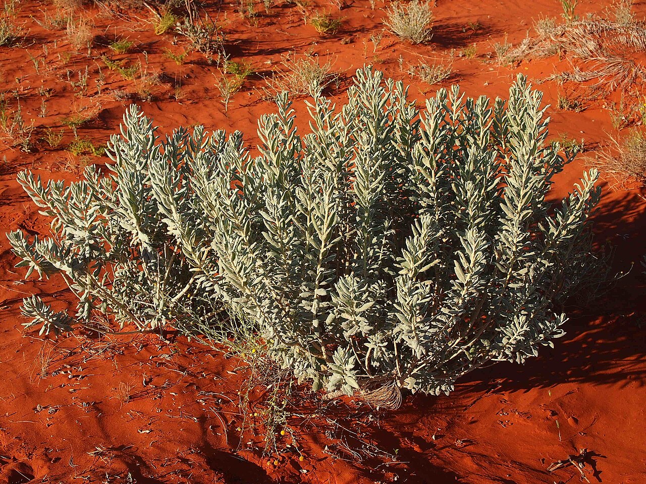 Newcastelia spodiotricha
