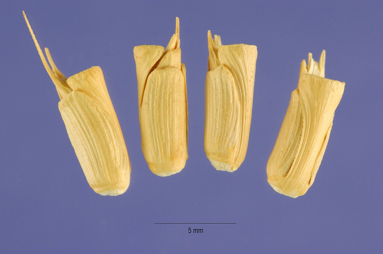 Aegilops cylindrica