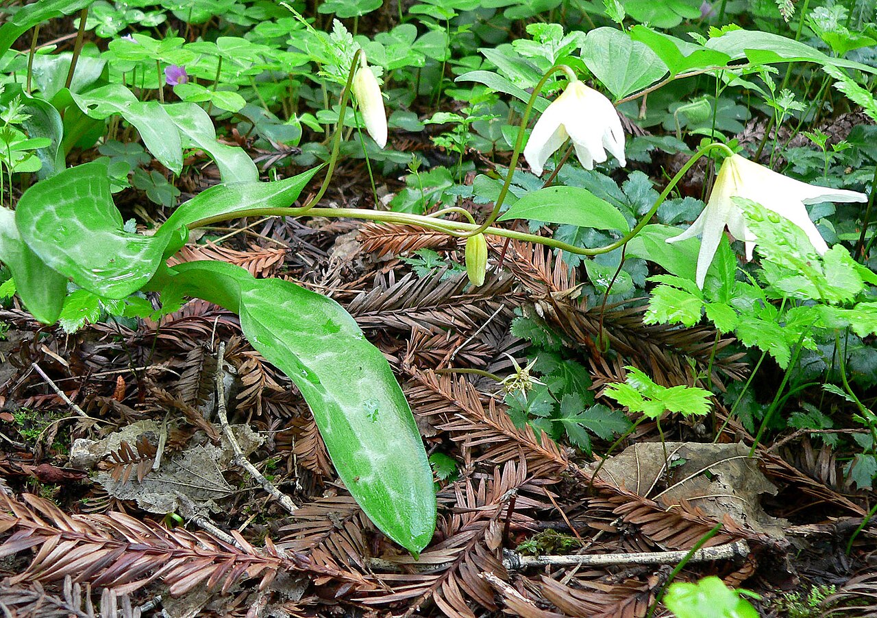 Erythronium helenae