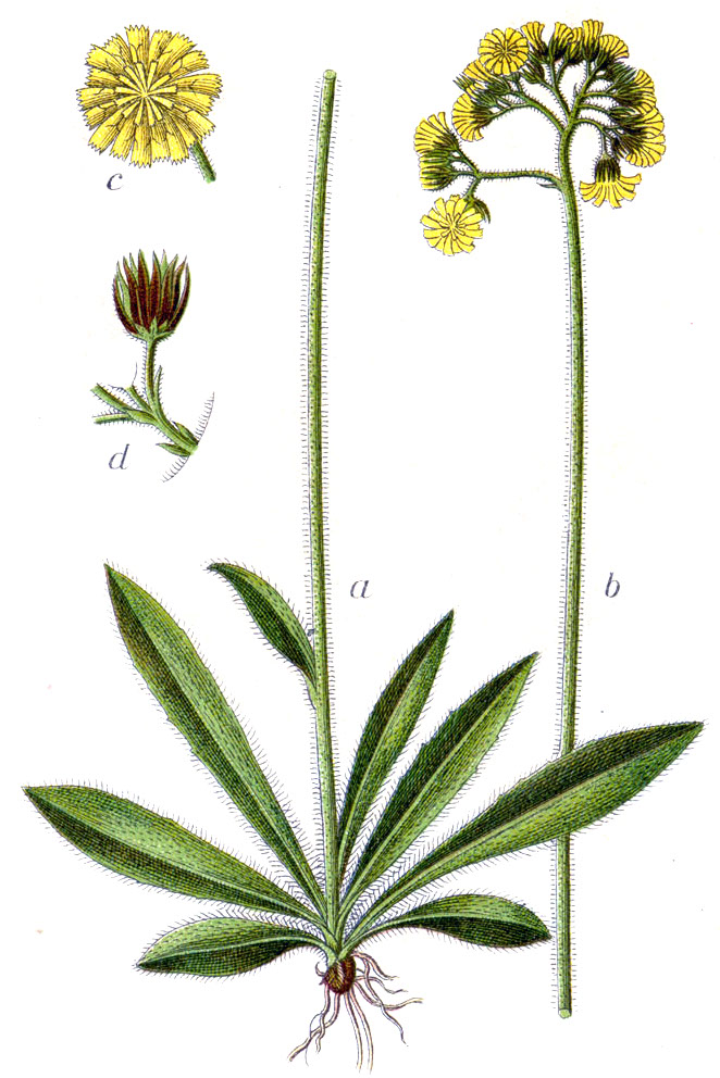 Hieracium cymosum