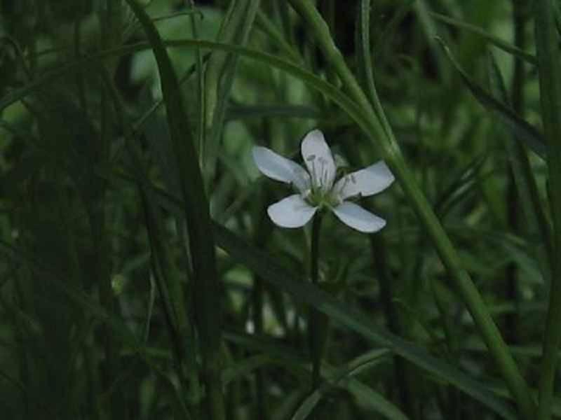 Arenaria paludicola