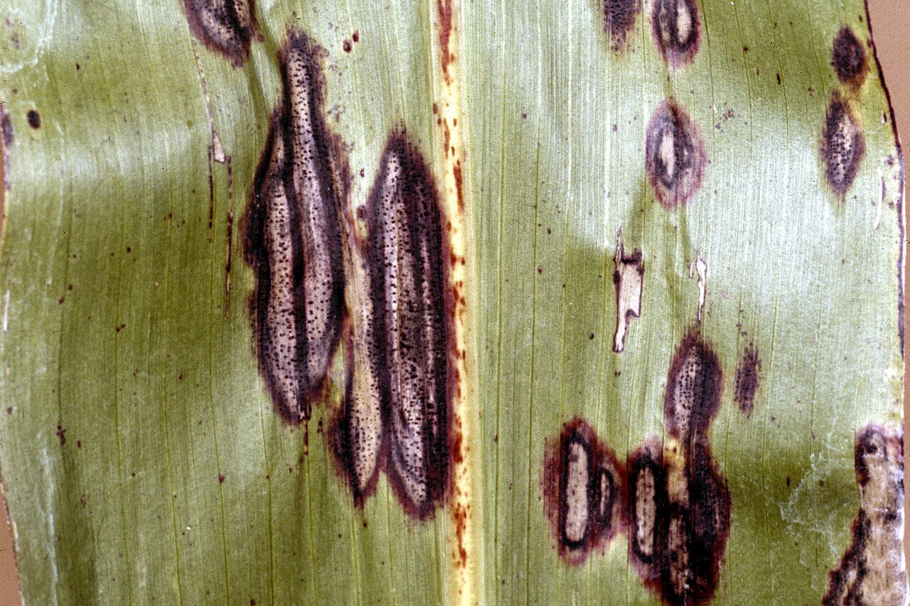 Ascochyta sorghi