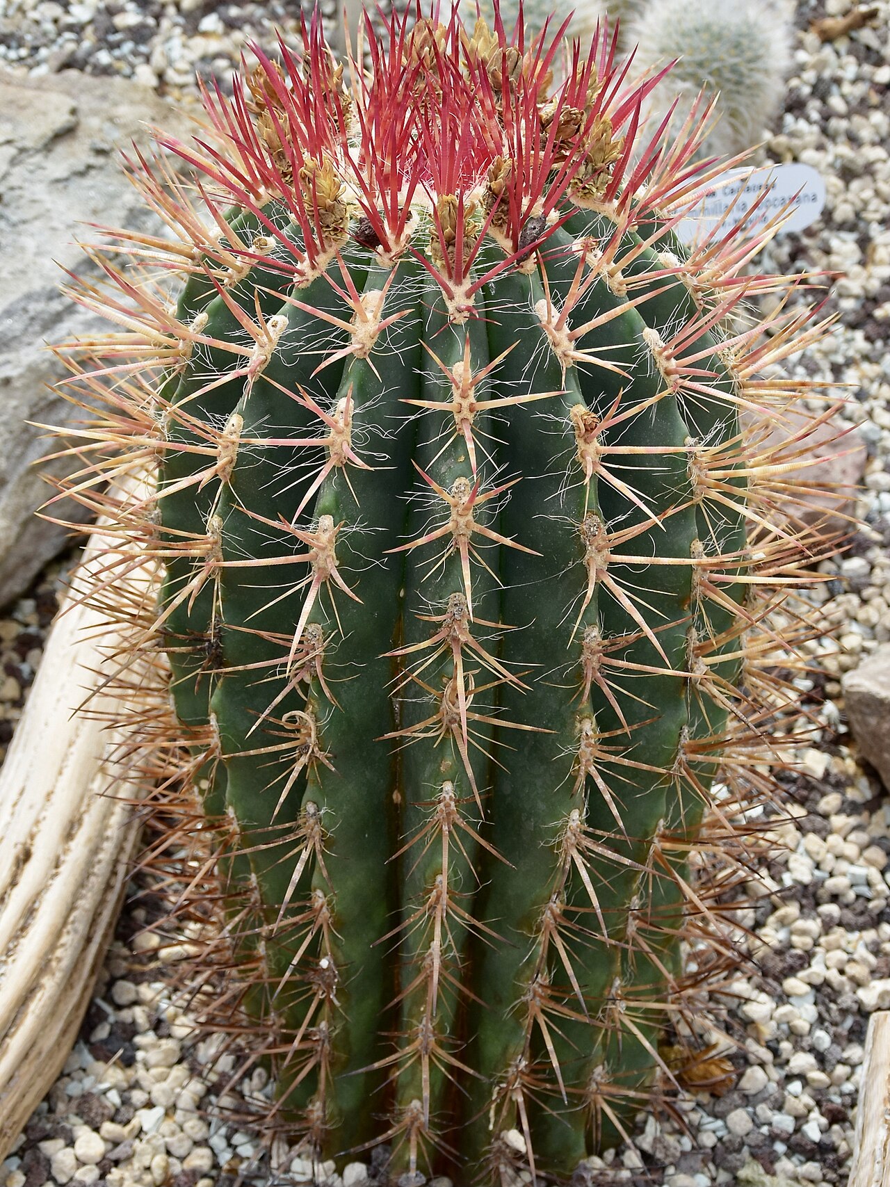 Mexican lime cactus or Mexican fire barr