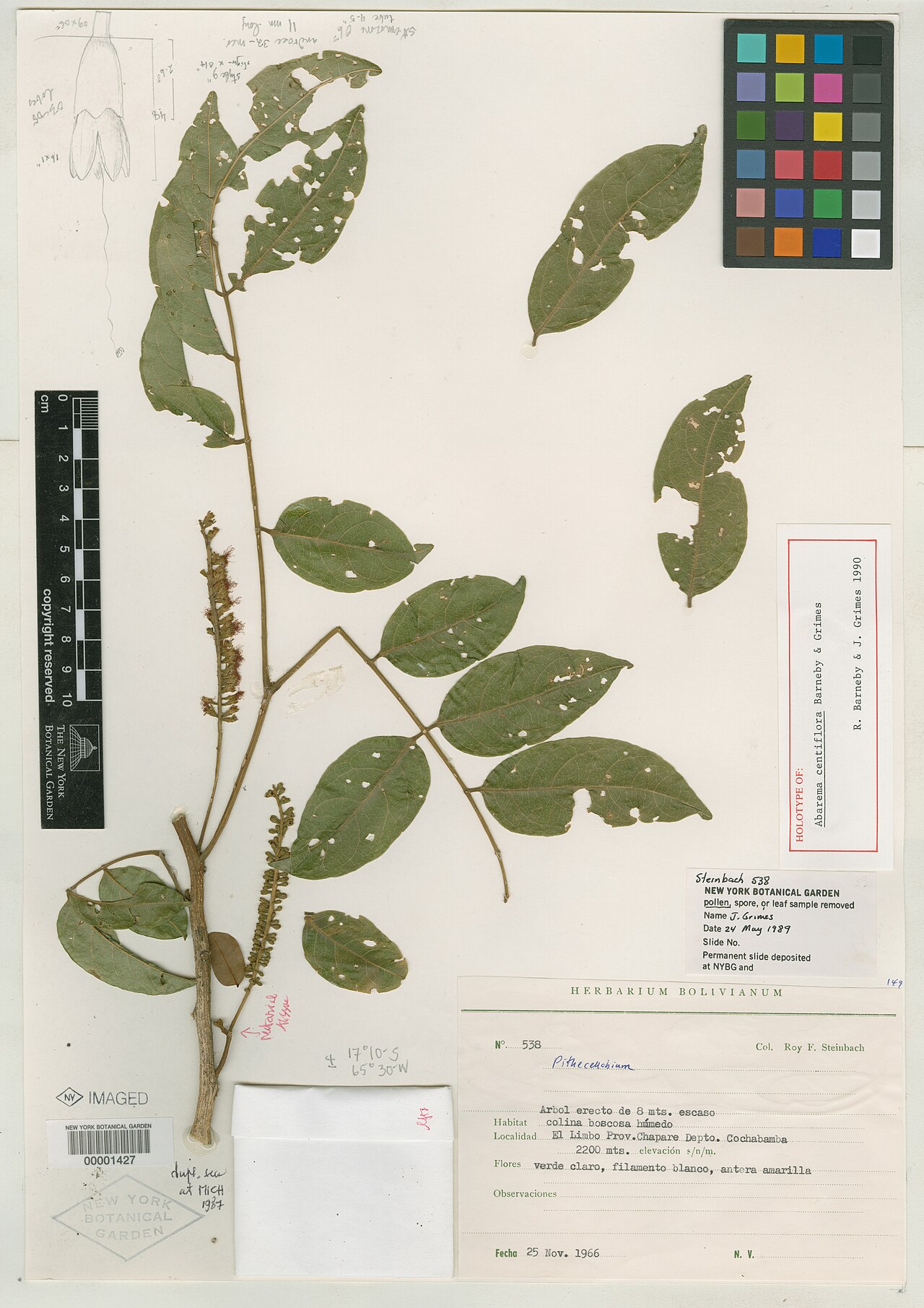 Abarema centiflora