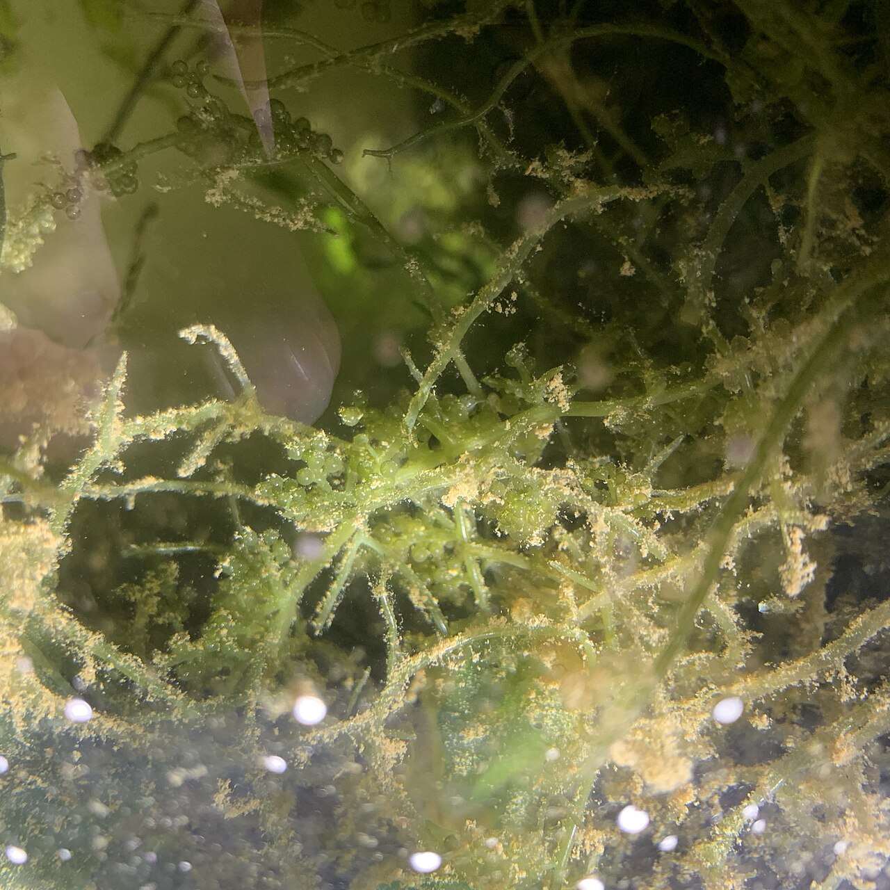 Caulerpa lentillifera
