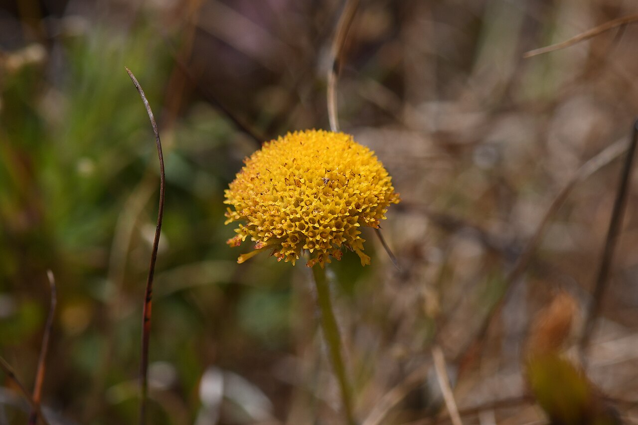 Erigeron supplex
