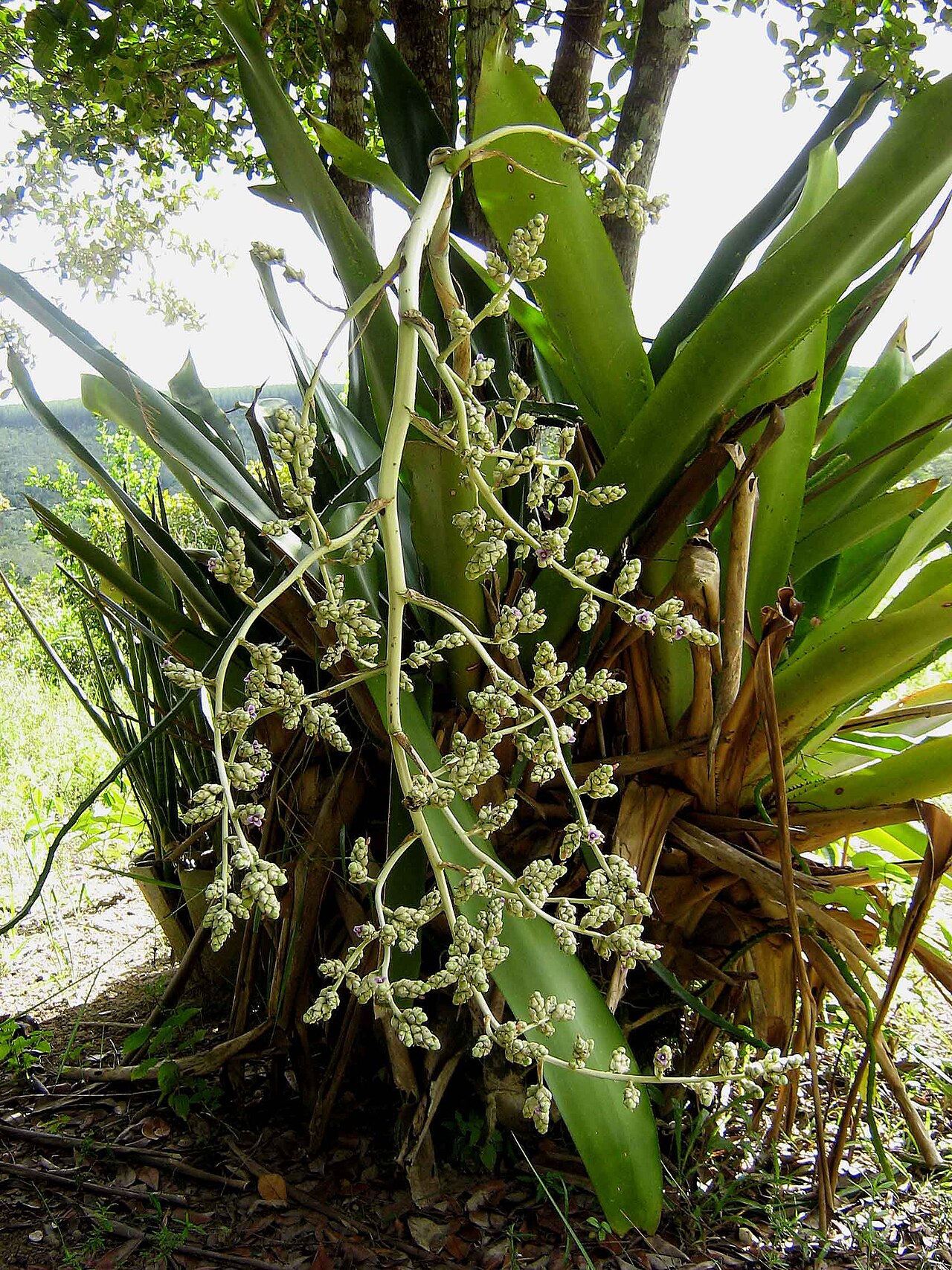 Hohenbergia blanchetii