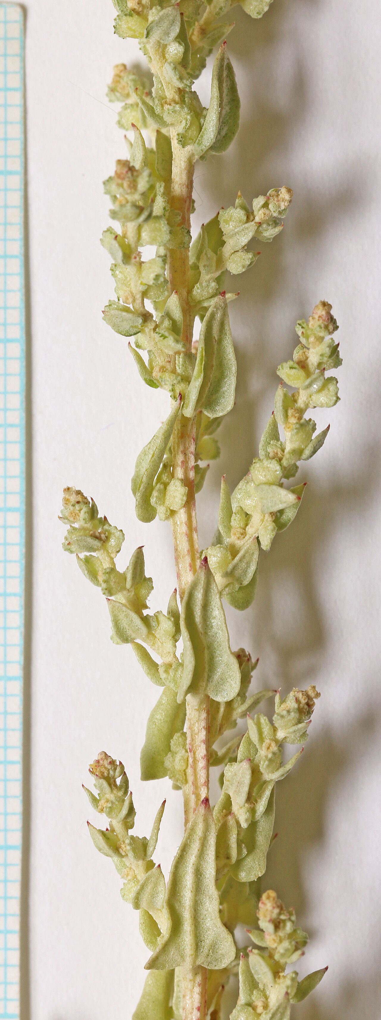 Atriplex truncata