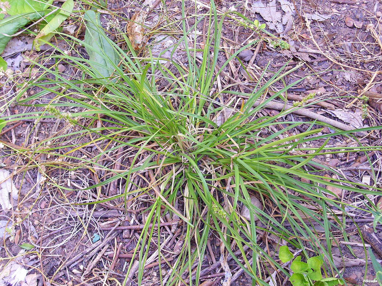 Carnation sedge