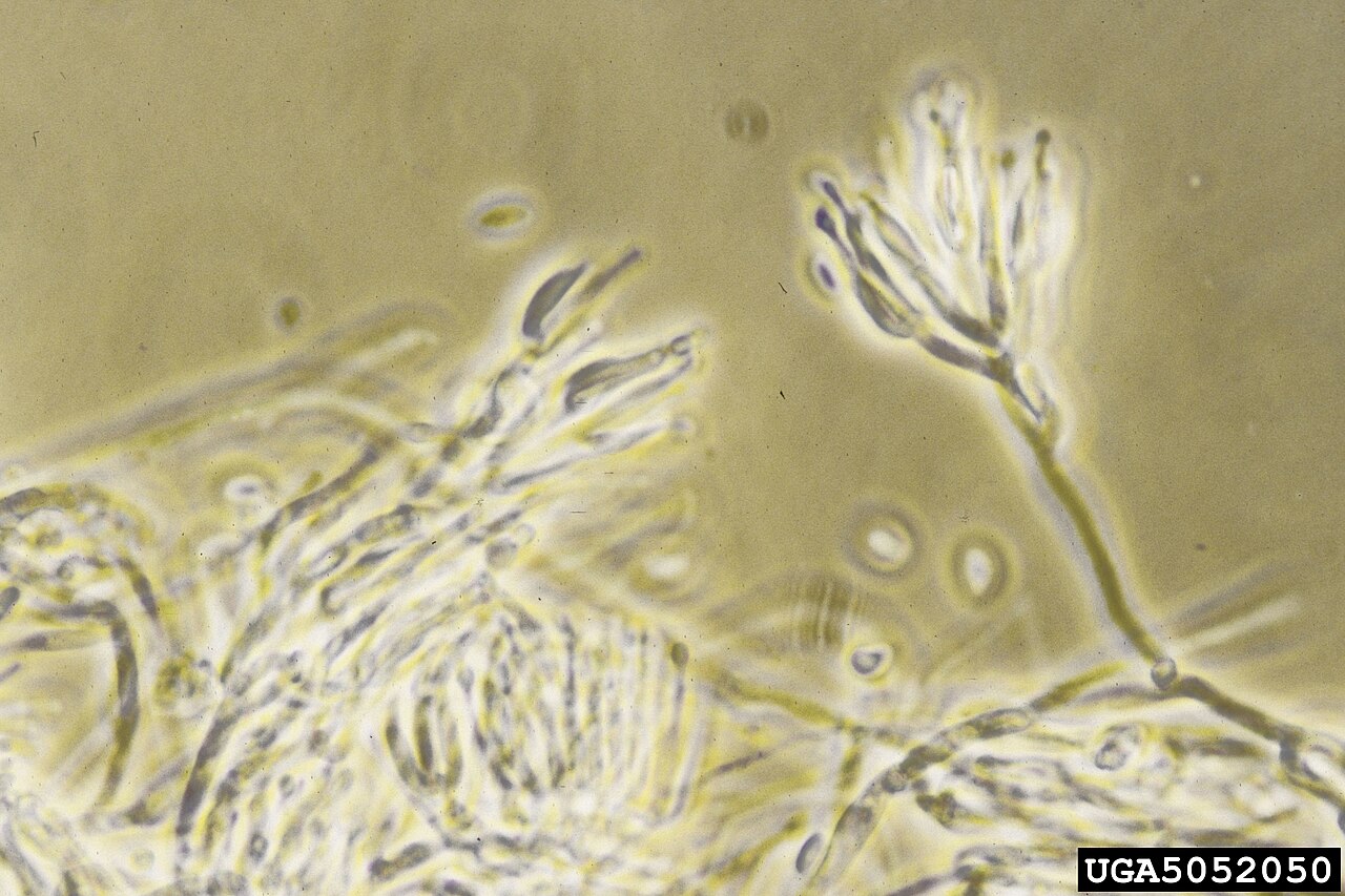 Bionectria ochroleuca