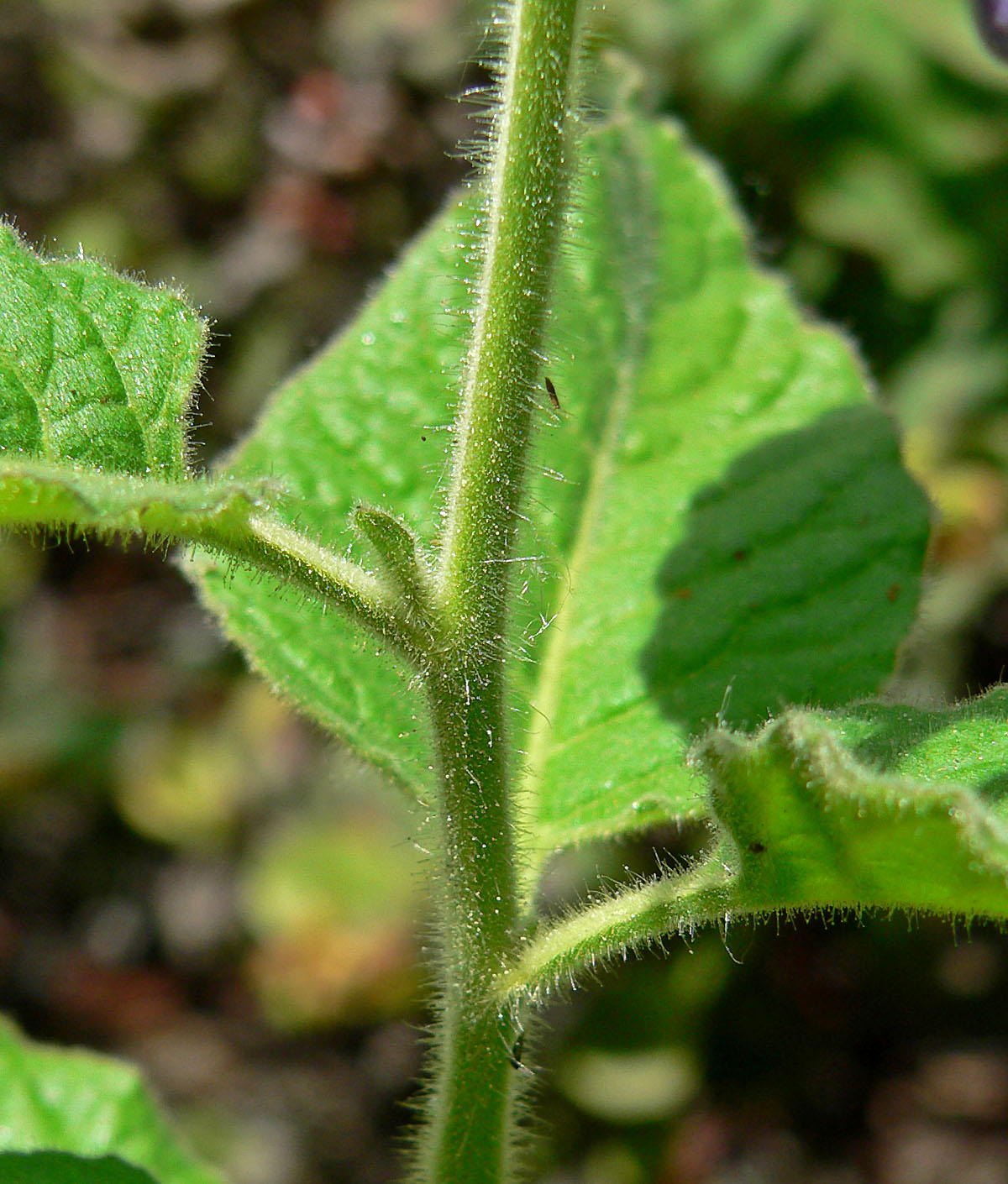 Catalina nightshade