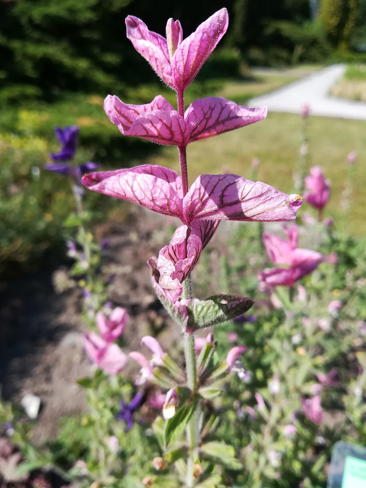 Salvia viridis