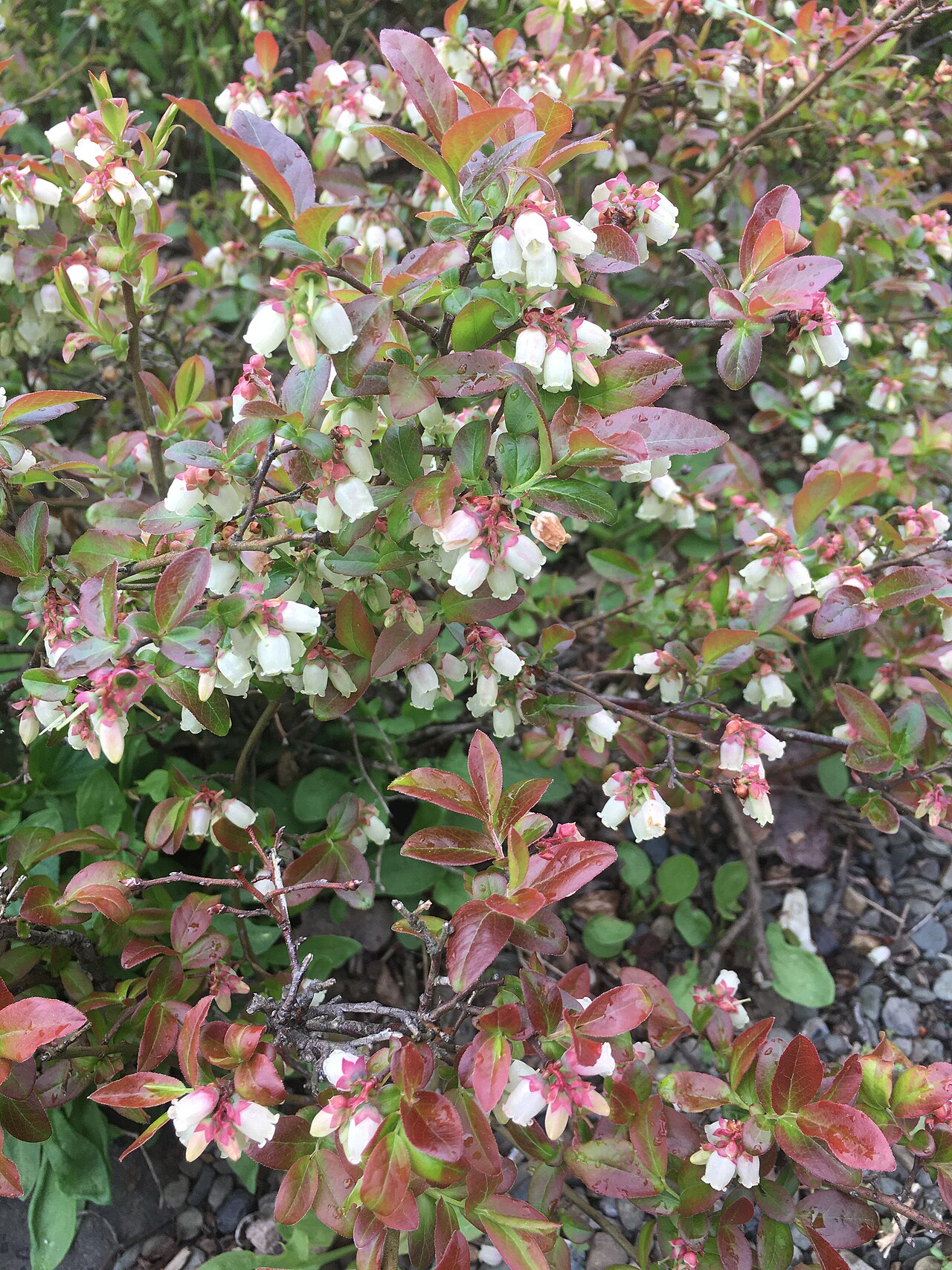 Wild lowbush blueberry