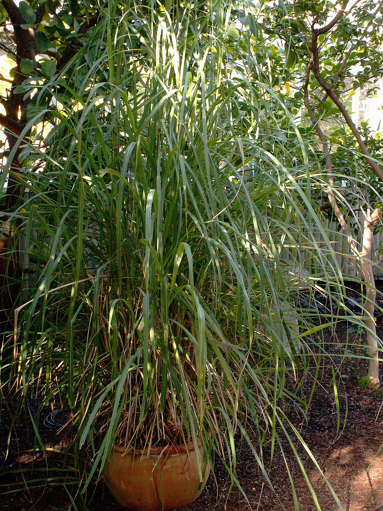 Cymbopogon flexuosus
