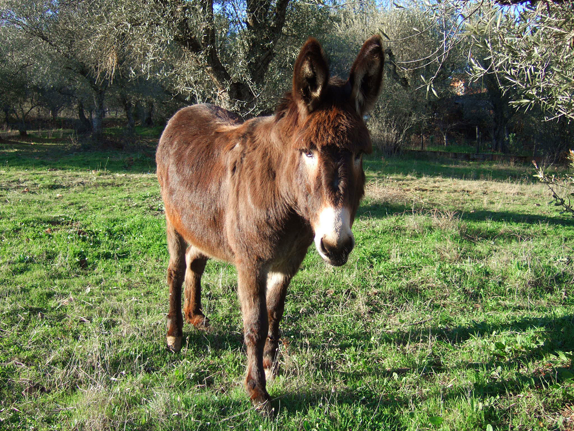 Miranda donkey