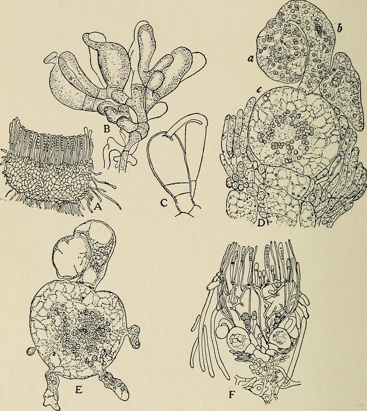 Helvella ephippium