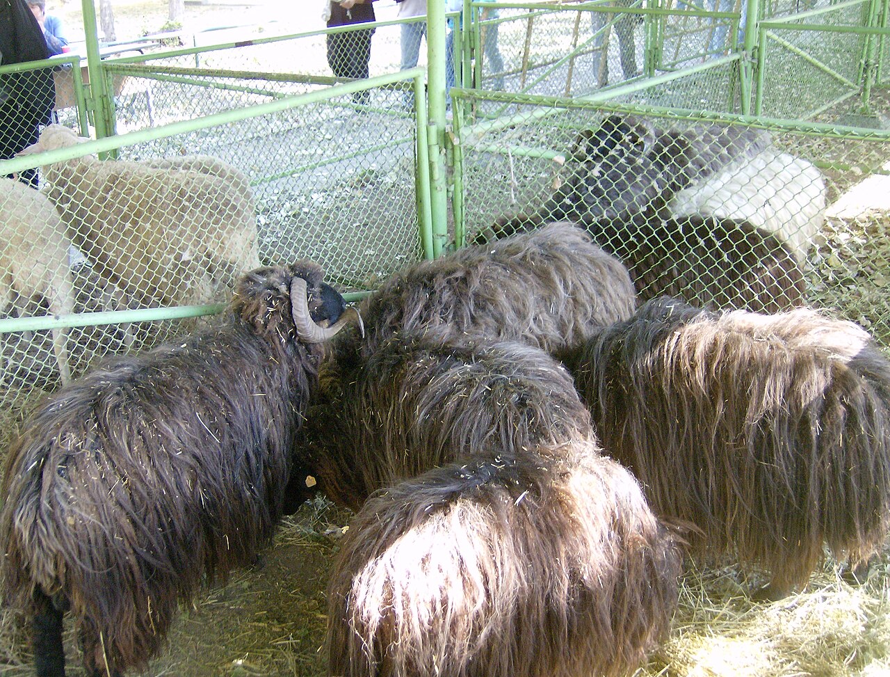Karakachan Sheep
