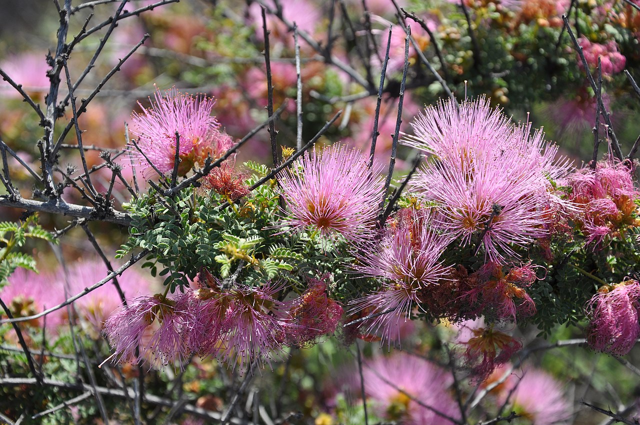 Calliandra chilensis