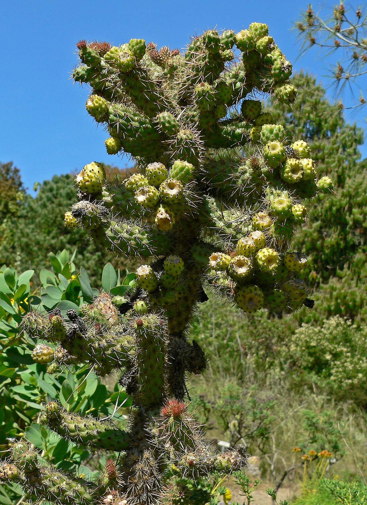 Cylindropuntia prolifera