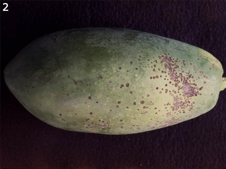 Asperisporium caricae