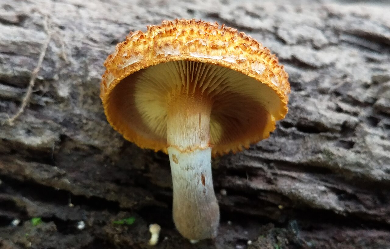 Gymnopilus fulvosquamulosus