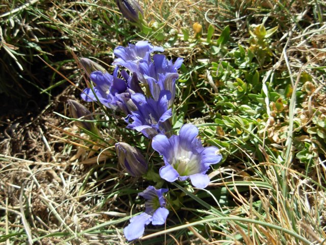 Gentiana boissieri