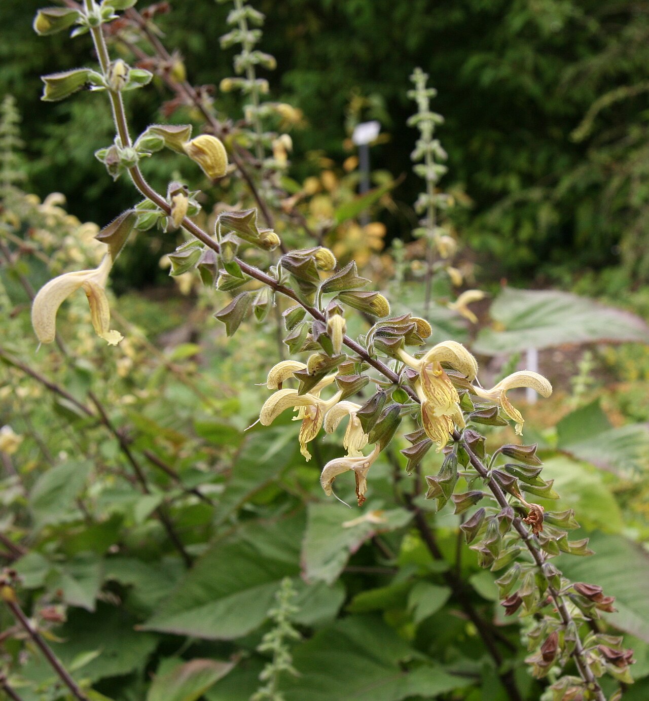 Salvia nubicola