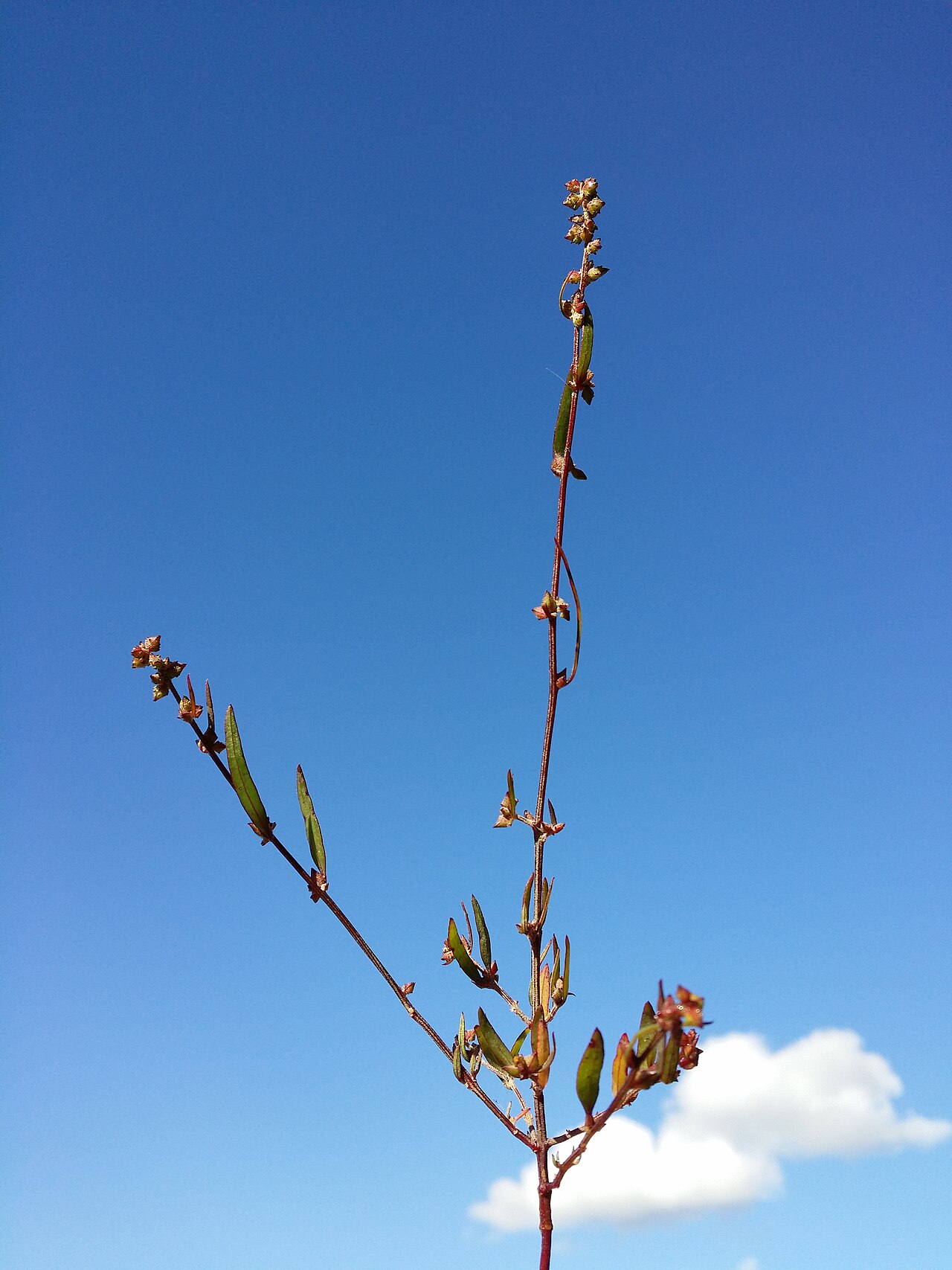 Atriplex patula